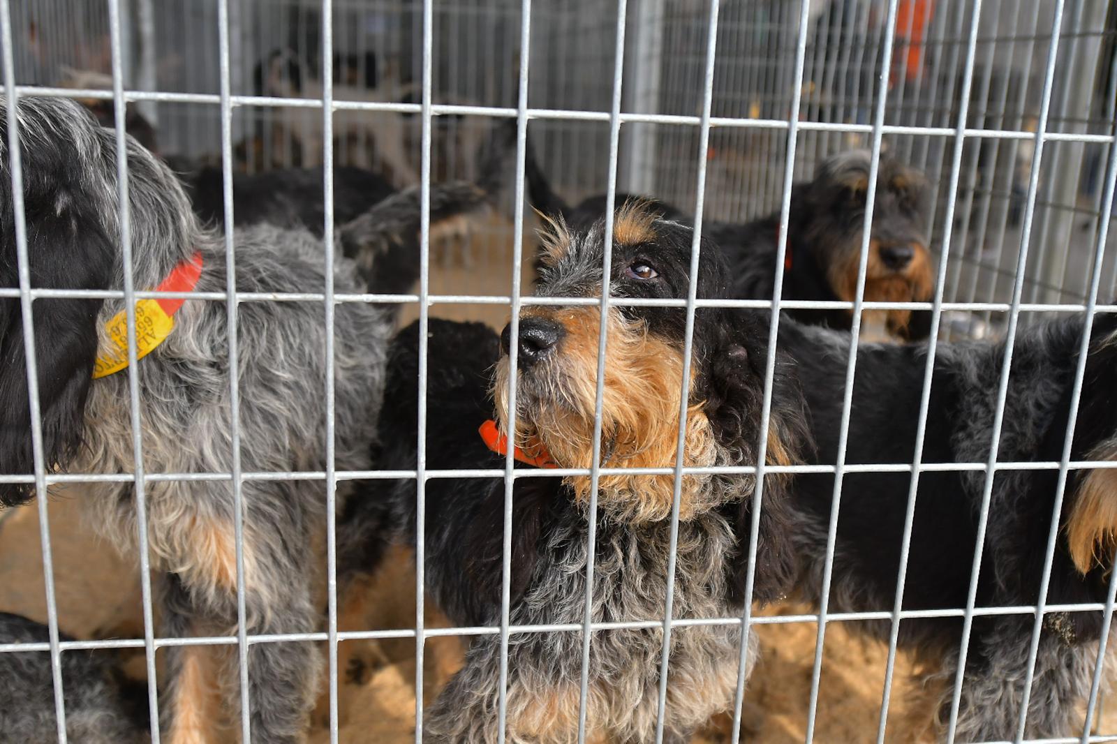 La XLIV Feria de perros de Caza de Camponaraya atrae a aficionados y cazadores durante el fin de semana 29