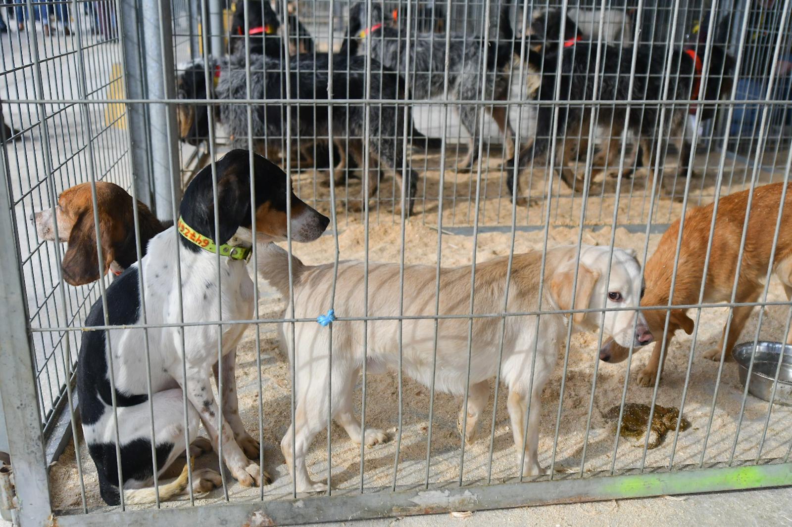 La XLIV Feria de perros de Caza de Camponaraya atrae a aficionados y cazadores durante el fin de semana 30