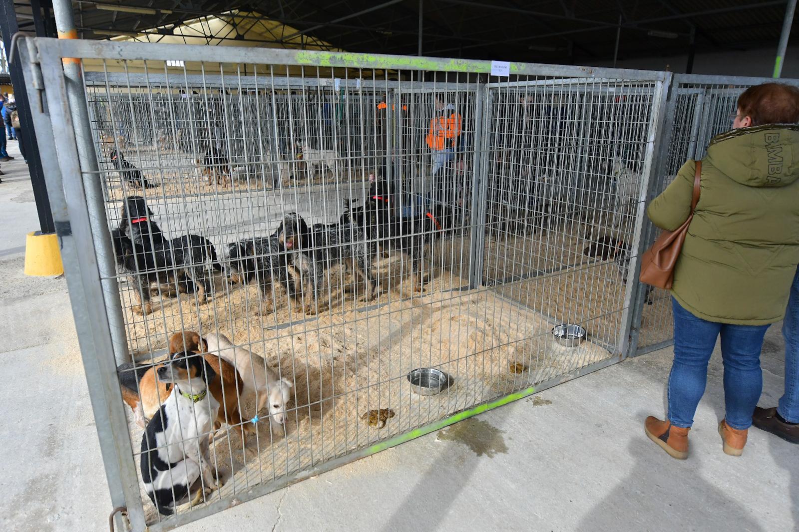 La XLIV Feria de perros de Caza de Camponaraya atrae a aficionados y cazadores durante el fin de semana 31