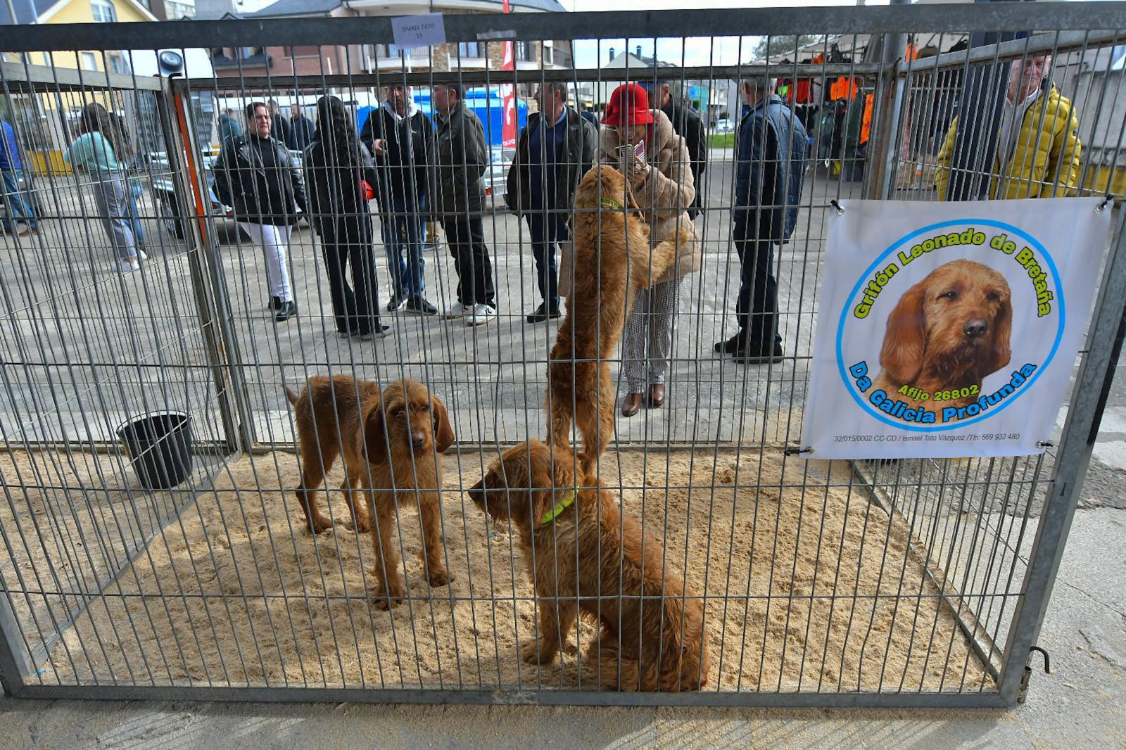 La XLIV Feria de perros de Caza de Camponaraya atrae a aficionados y cazadores durante el fin de semana 32