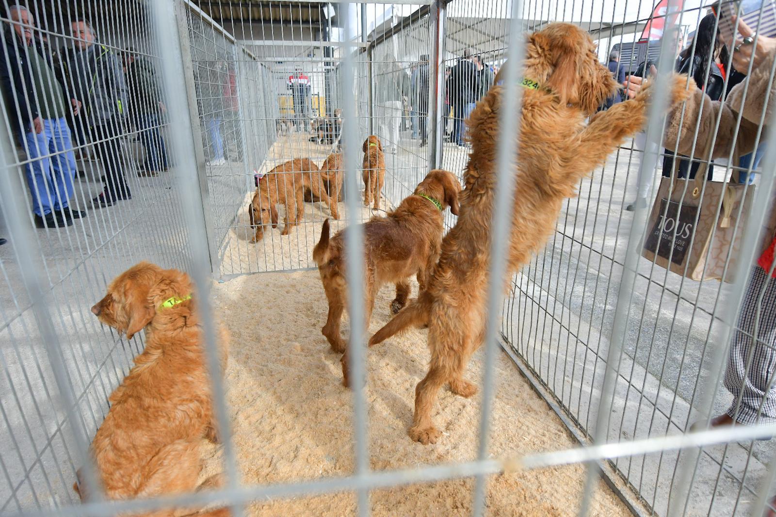 La XLIV Feria de perros de Caza de Camponaraya atrae a aficionados y cazadores durante el fin de semana 33