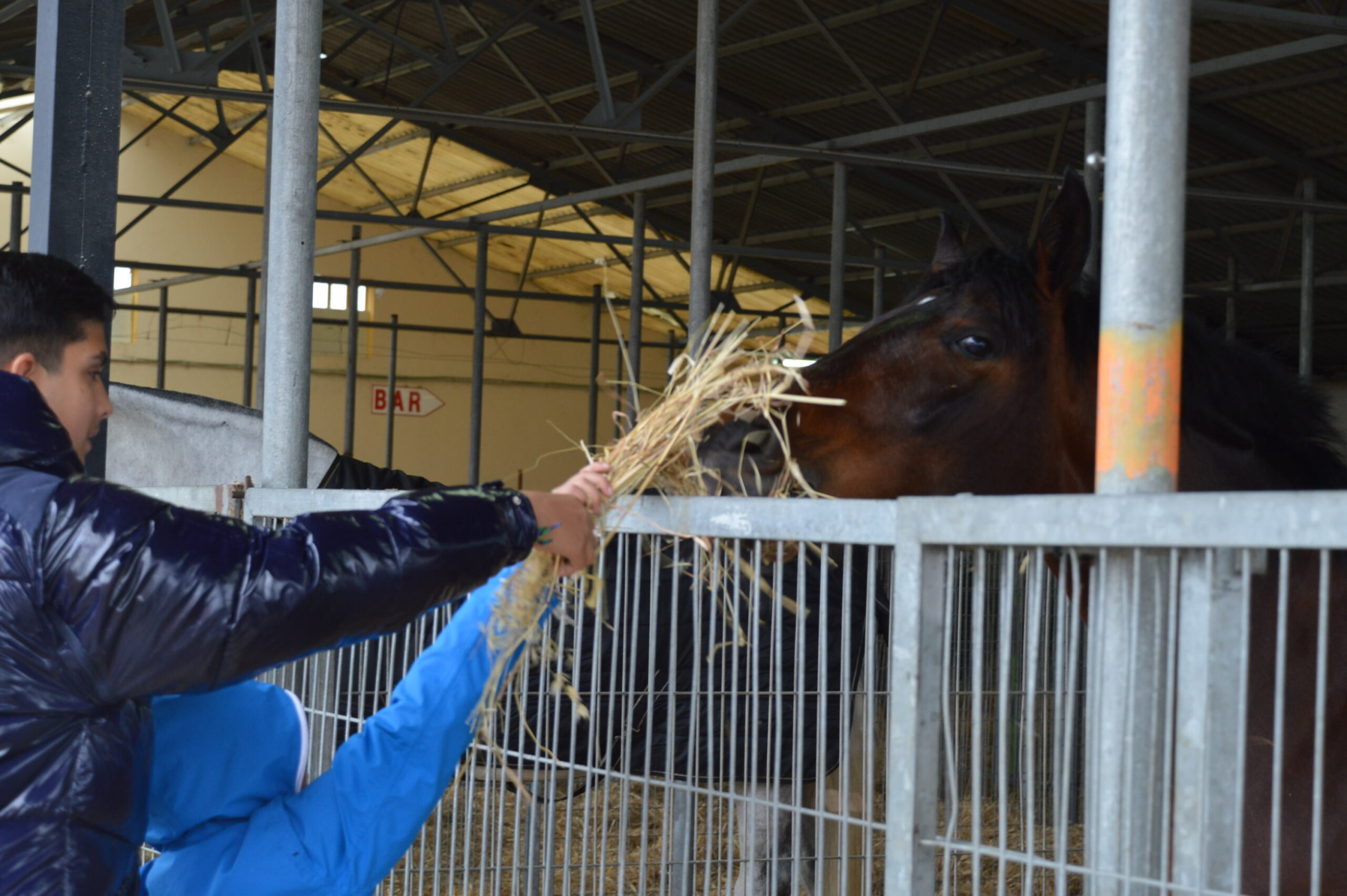 Las sevillanas y la exhibición de saltos luchan con la climatología en la Feria del Caballo de Camponaraya 9
