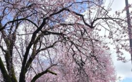 primavera ponferrada